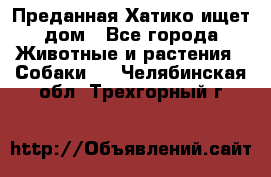 Преданная Хатико ищет дом - Все города Животные и растения » Собаки   . Челябинская обл.,Трехгорный г.